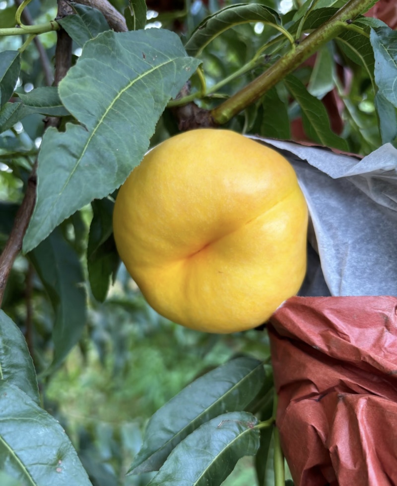 【油桃】河北油桃/中油4号/油蟠桃/品种齐全对接全网