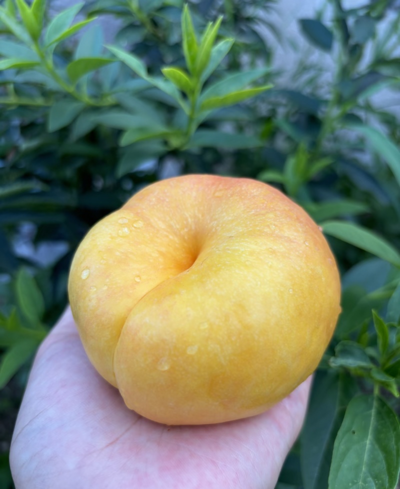 【油桃】河北油桃/中油4号/油蟠桃/品种齐全对接全网