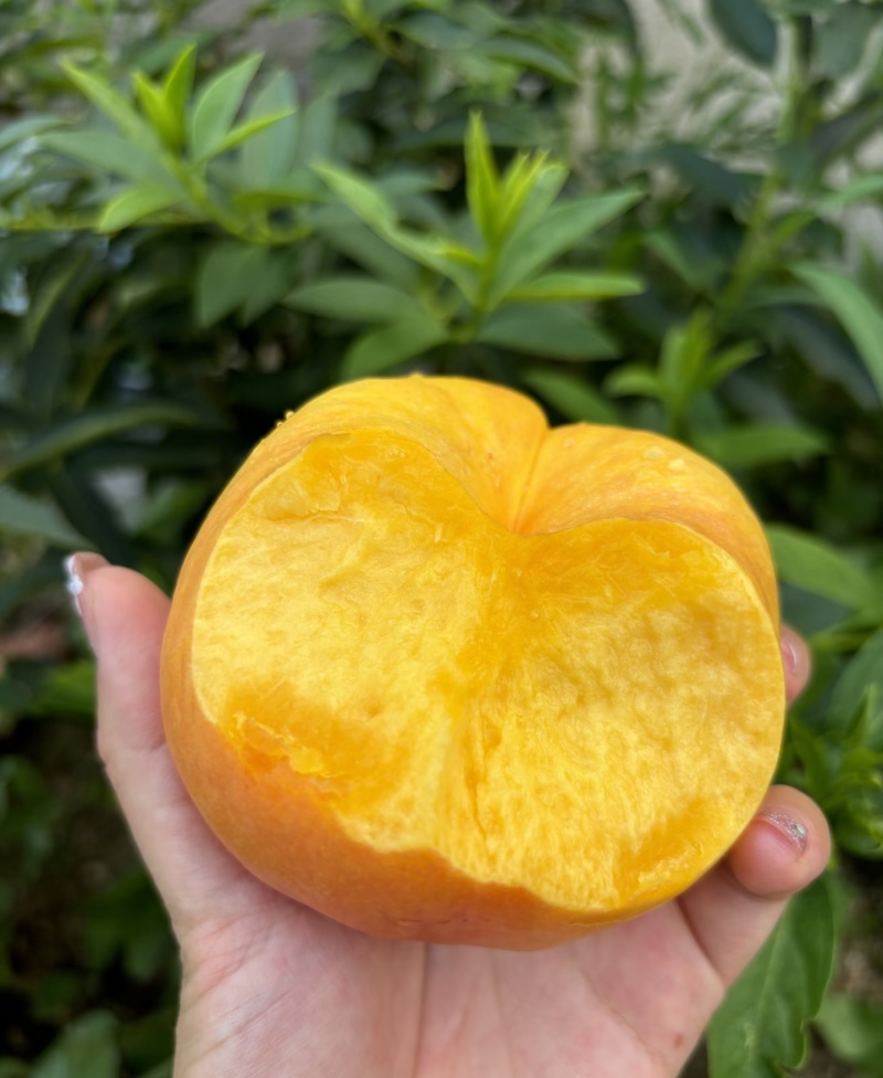 【油桃】河北油桃/中油4号/油蟠桃/品种齐全对接全网