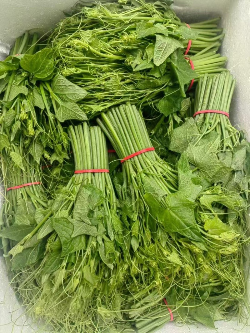 精品龙须菜，产地直发，量大从优，欢迎咨询订购品尝