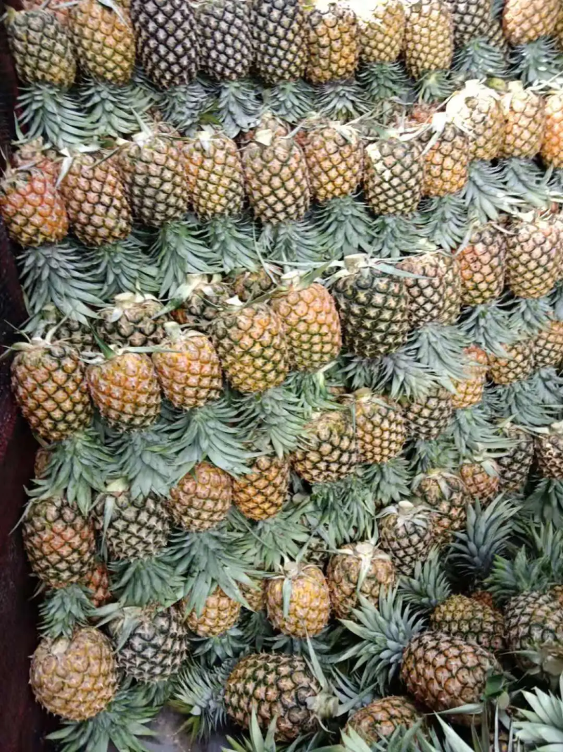 【推荐】广东凤梨精品菠萝产地直供保质保量量大优惠