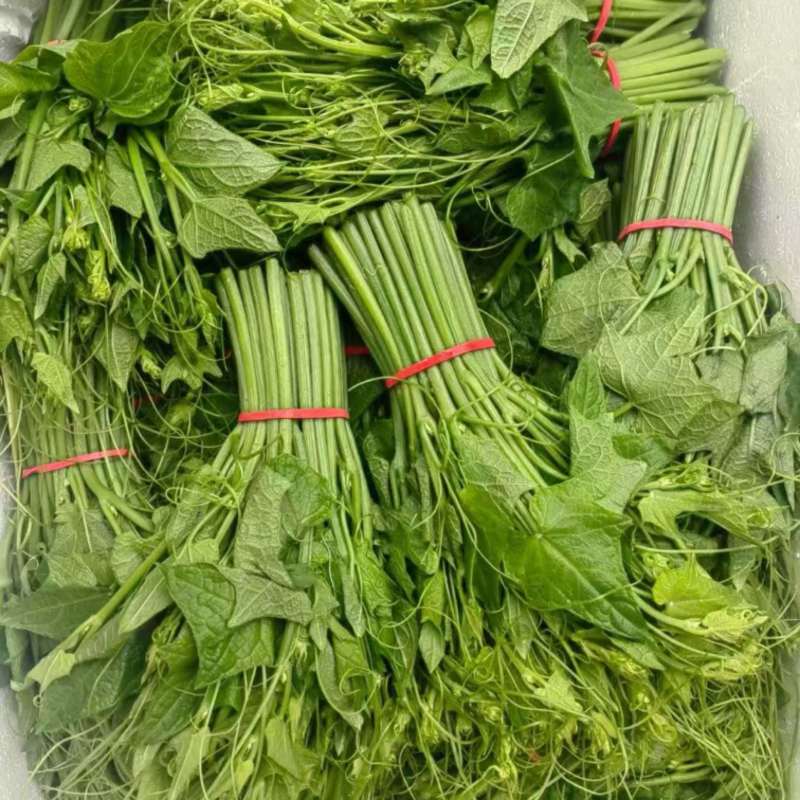 精品龙须菜，产地直发，量大从优，欢迎咨询订购品尝