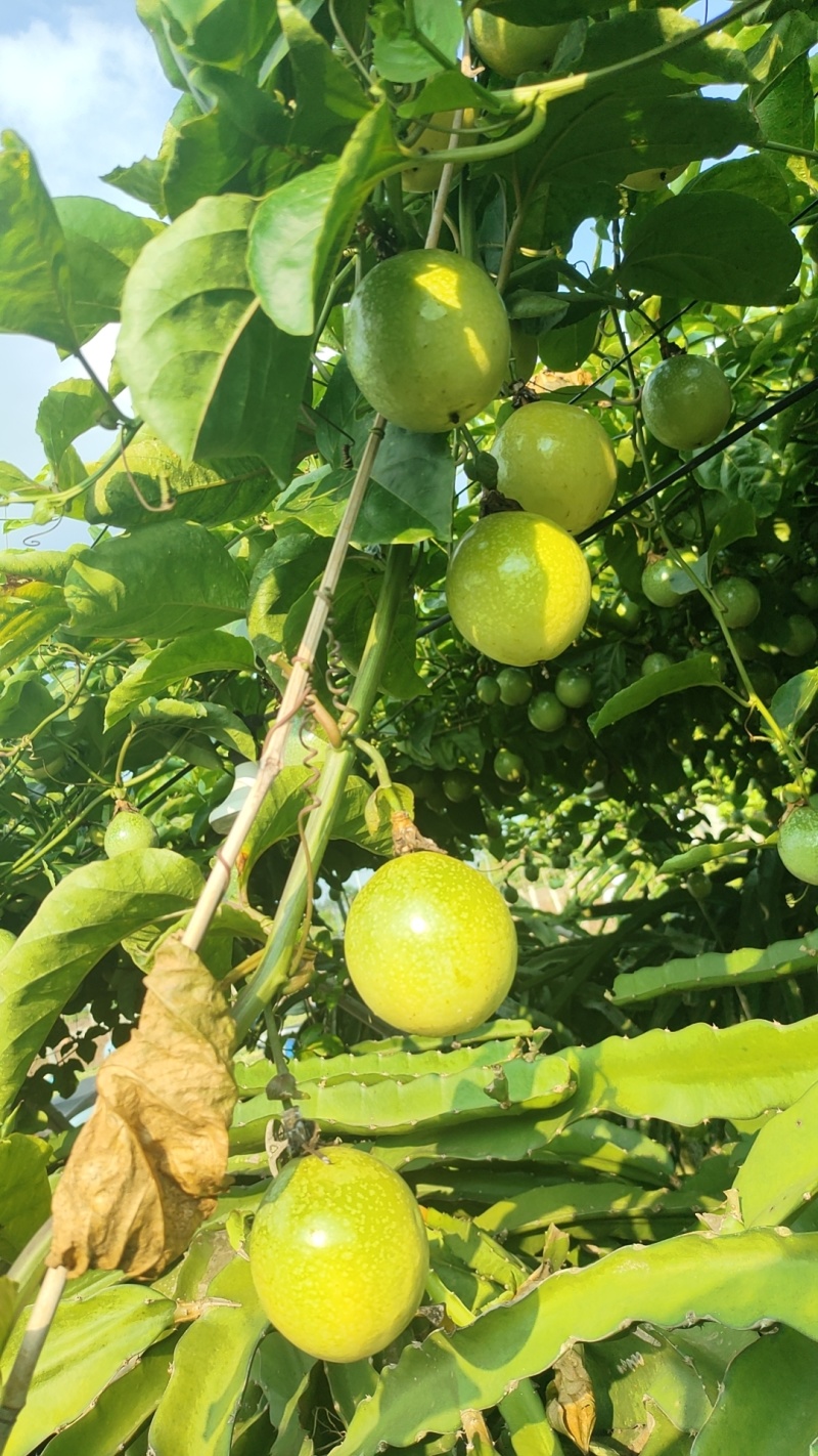 钦蜜9号黄金百香果