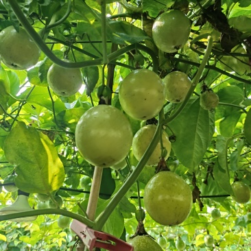 钦蜜9号黄金百香果