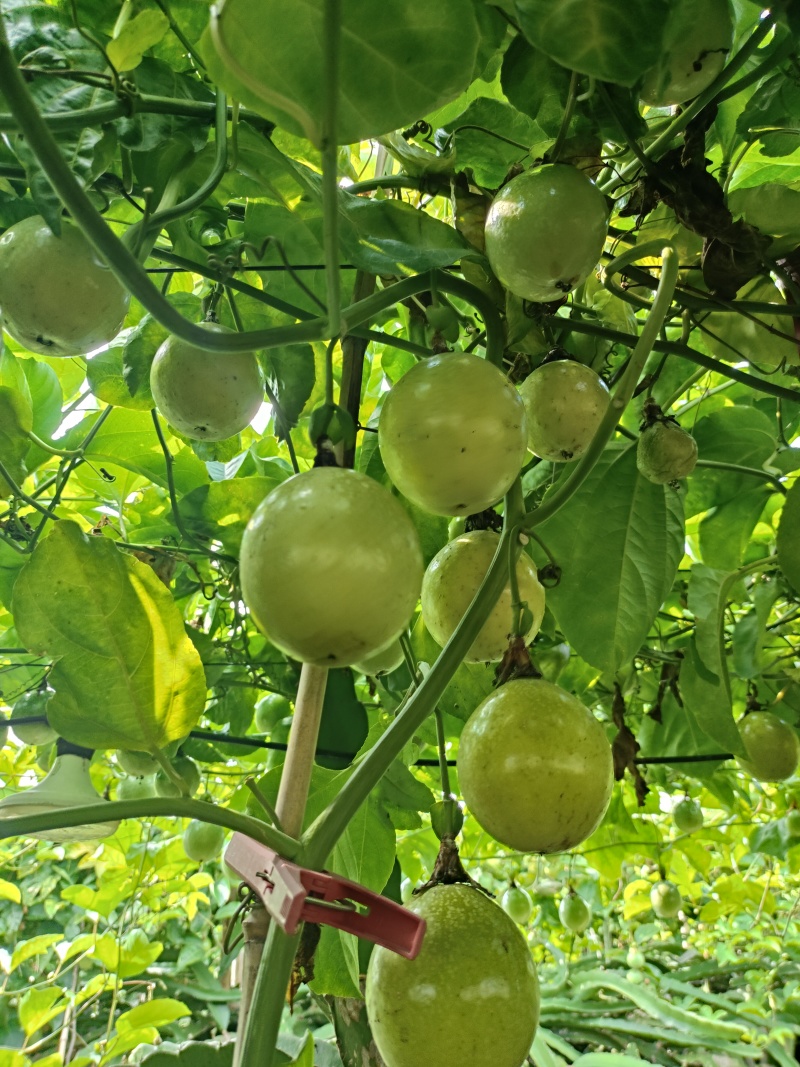 钦蜜9号黄金百香果
