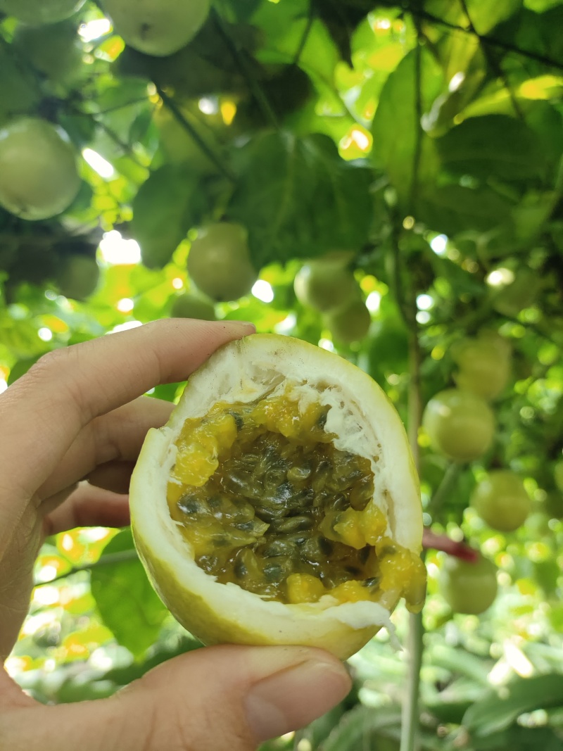 钦蜜9号黄金百香果