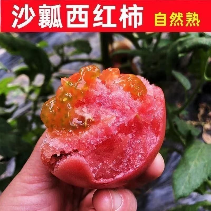 山东生吃西红柿新鲜沙瓤大番茄自然熟地头现摘水果粉柿子整箱