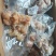 【熟食牛蹄】去骨熟牛蹄