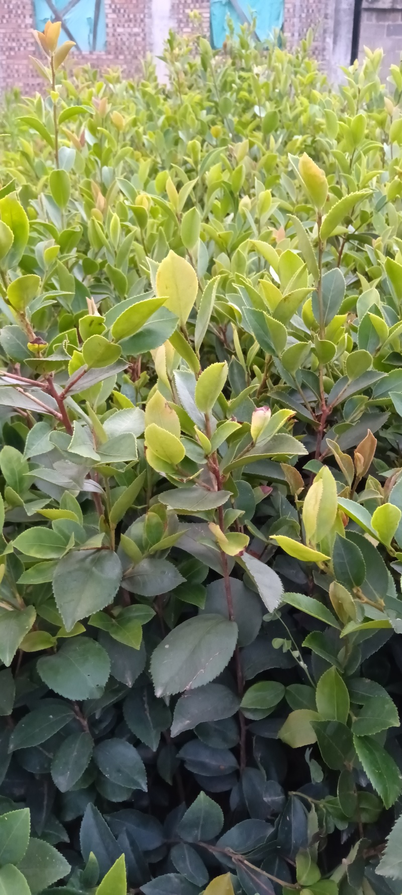 精品油茶苗成活率很高