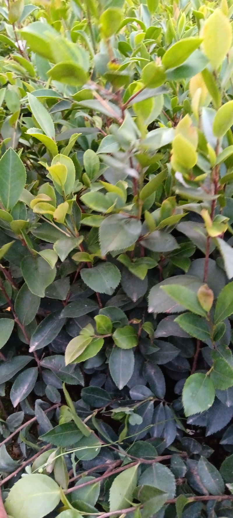 精品油茶苗成活率很高