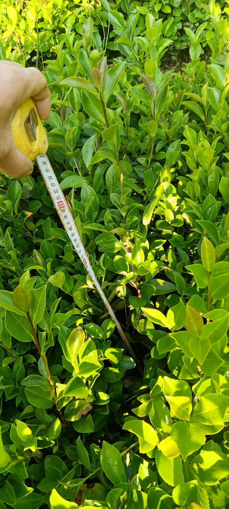 精品油茶苗成活率很高