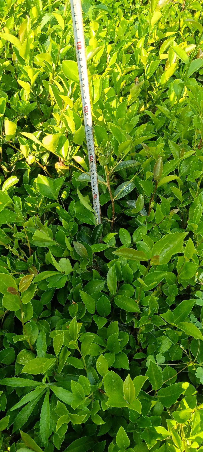 精品油茶苗成活率很高