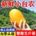 【精选】云南小台农芒果小台芒当季新鲜水果台农芒果薄皮整箱