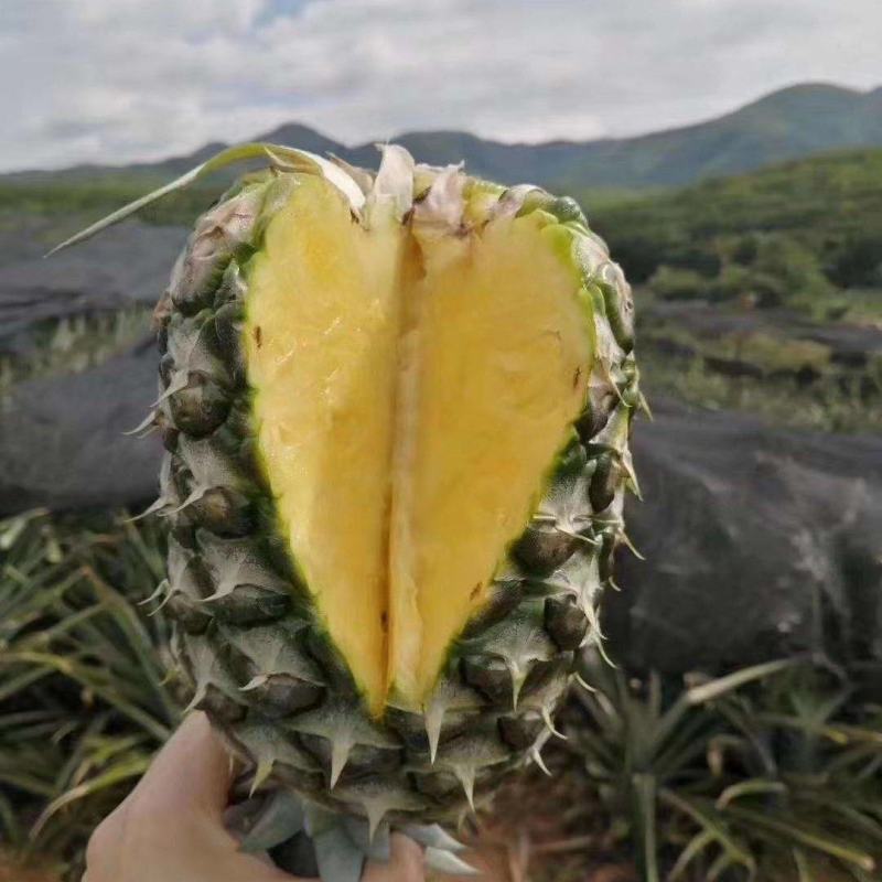 广东精品凤梨产地直发品质好价格低视频看货选货