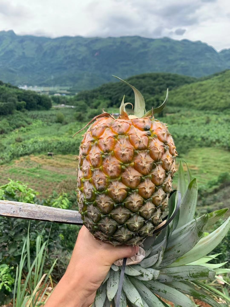 广东精品凤梨产地直发品质好价格低视频看货选货