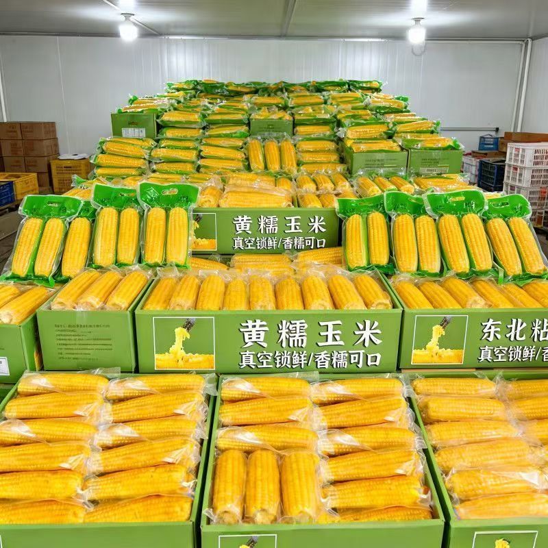 新店冲量】东北黄糯玉米粗粮大棒新鲜苞米香甜真空包装非转基