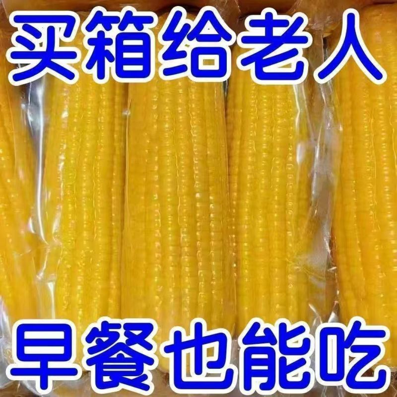 新店冲量】东北黄糯玉米粗粮大棒新鲜苞米香甜真空包装非转基