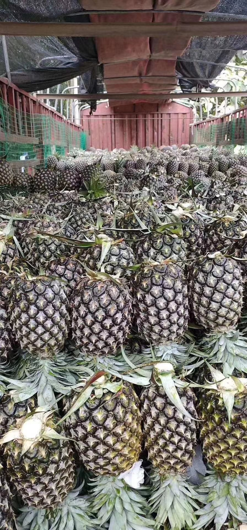 广东精品凤梨产地直发品质好价格低视频看货选货