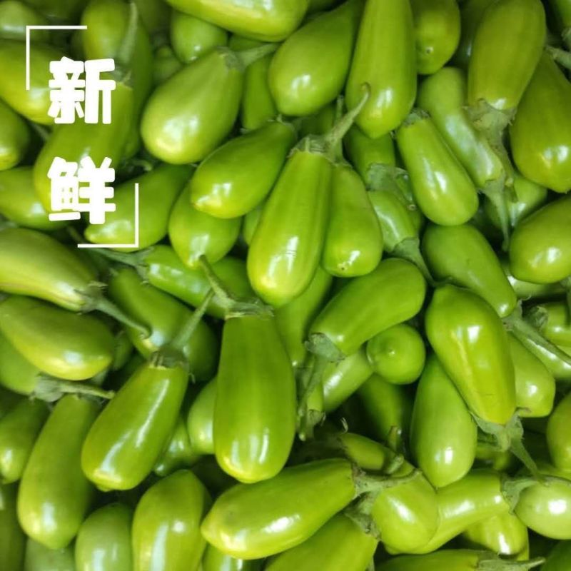 河南青茄子青皮绿茄子新鲜农家自种新鲜蔬菜无籽蔬菜餐厅超市直供
