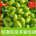 河南青茄子青皮绿茄子新鲜农家自种新鲜蔬菜无籽蔬菜餐厅超市直供