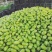 河南青茄子青皮绿茄子新鲜农家自种新鲜蔬菜无籽蔬菜餐厅超市直供