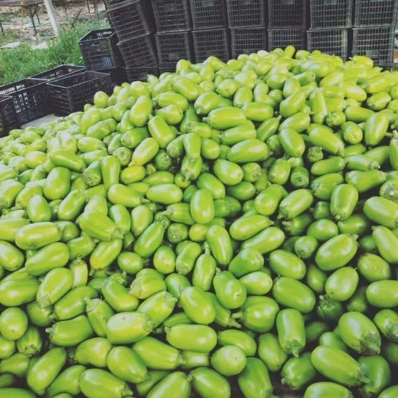 河南青茄子青皮绿茄子新鲜农家自种新鲜蔬菜无籽蔬菜餐厅超市直供