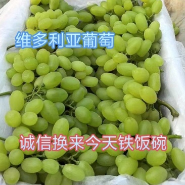 河北，维多利亚葡萄，，大量上市了，质量有保证，诚信第一位