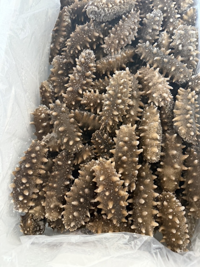 爆刺鲜食即食辽参，口感到顶电商酒店实体供应链欢迎合作洽谈