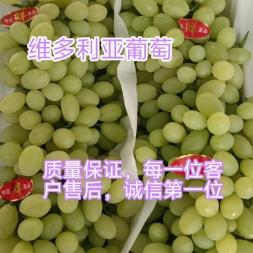 河北，维多利亚葡萄，产地直发，口感脆甜，质量好