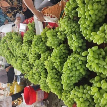 青提葡萄