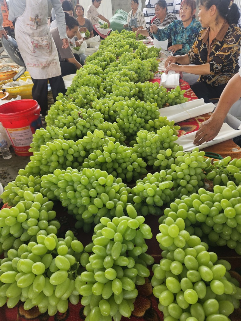青提葡萄