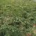 少刺韩城大红袍花椒苗，采摘不扎手，三年进入盛果期