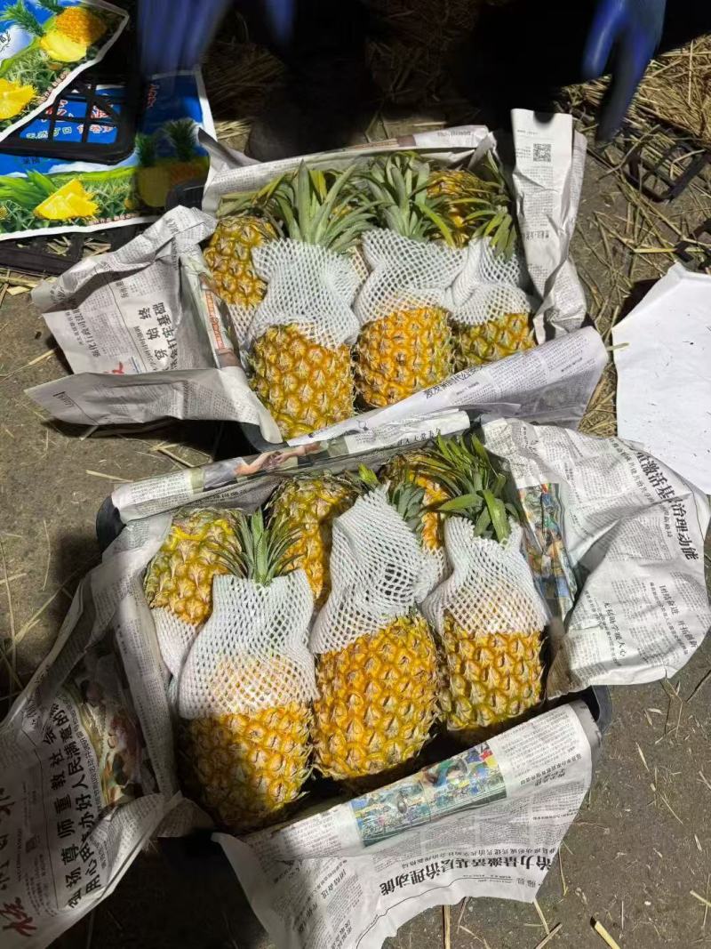 菠萝，徐闻菠萝，海南菠萝，香水菠萝，品质至优