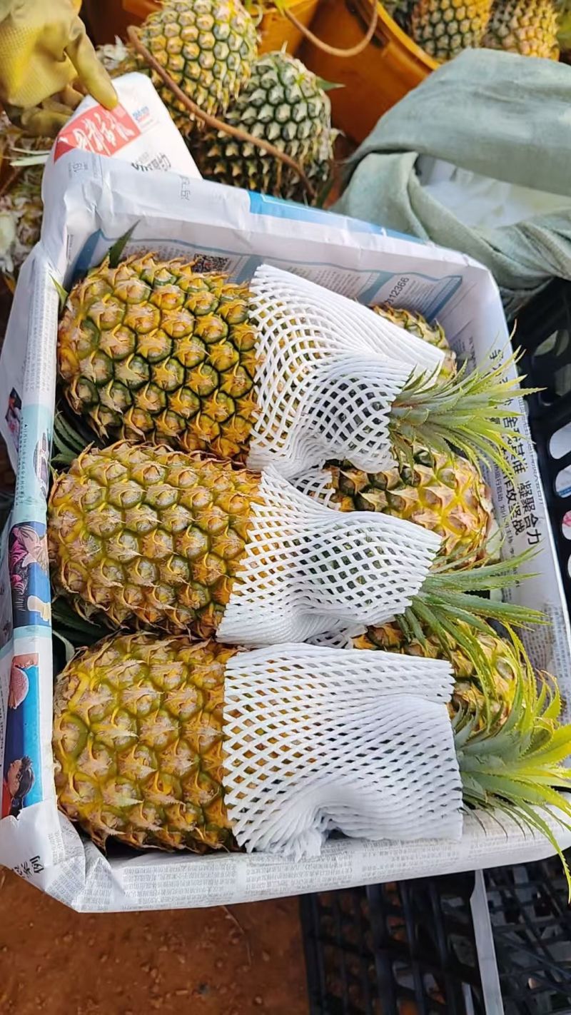 菠萝，徐闻菠萝，海南菠萝，香水菠萝，品质至优