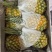 菠萝，徐闻菠萝，海南菠萝，香水菠萝，品质至优
