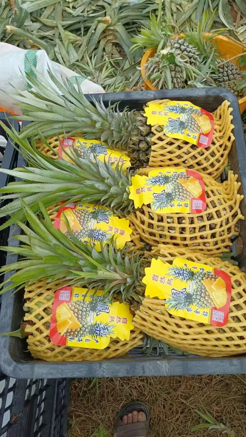 菠萝，徐闻菠萝，海南菠萝，香水菠萝，品质至优