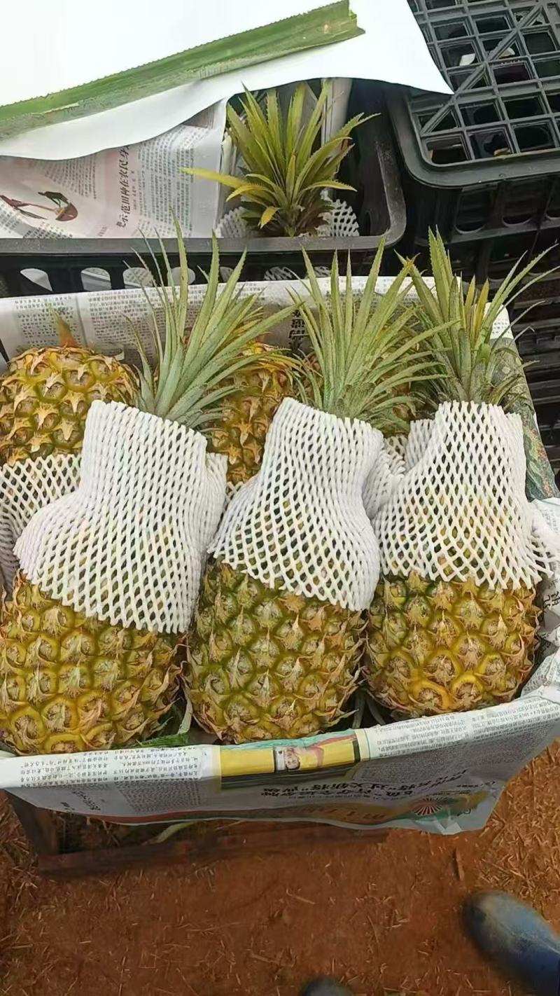 菠萝，徐闻菠萝，海南菠萝，香水菠萝，品质至优