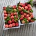 突围桃霸王脆中桃9号产地靠谱代办走量诚信专业合作批发商