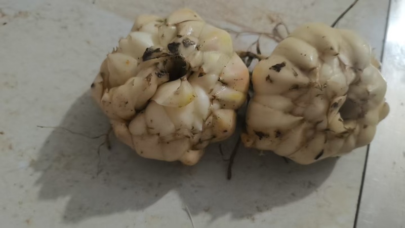 龙牙红百合