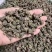 野生猫爪草精品质量中药材新鲜天然正品批发价