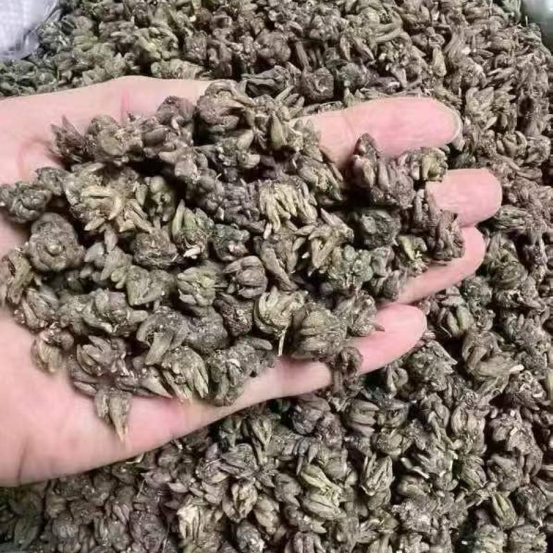 野生猫爪草精品质量中药材新鲜天然正品批发价