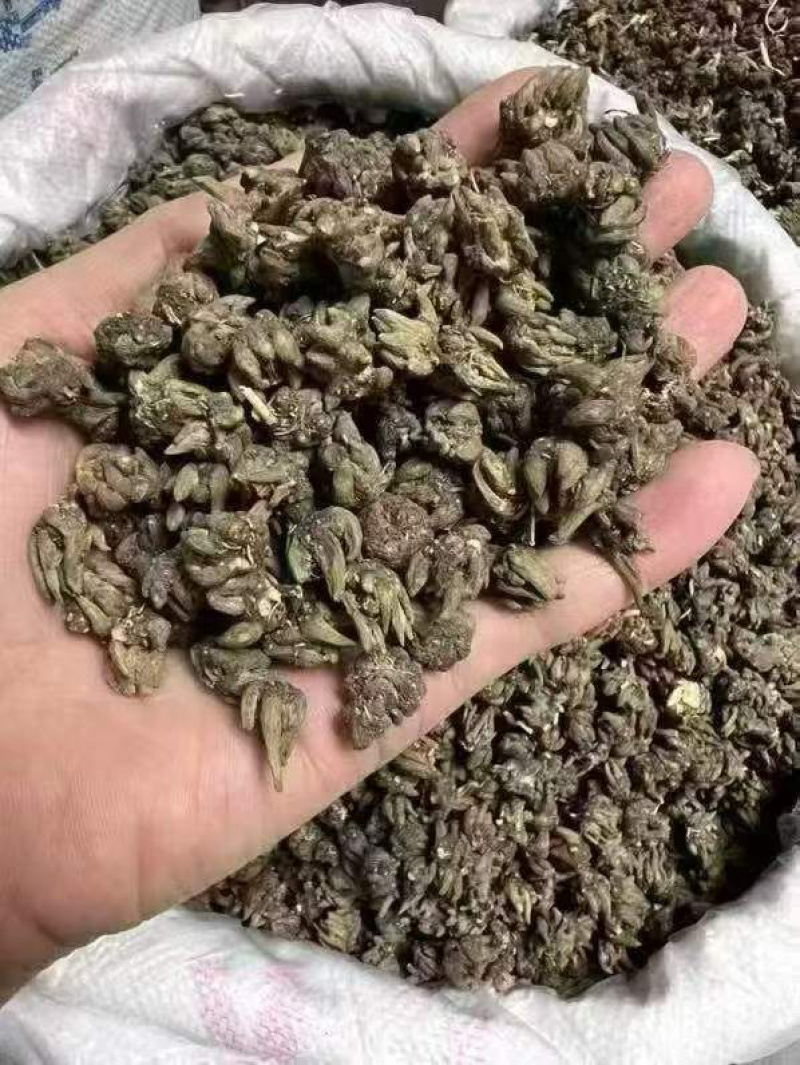 野生猫爪草精品质量中药材新鲜天然正品批发价