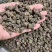 野生猫爪草精品质量中药材新鲜天然正品批发价