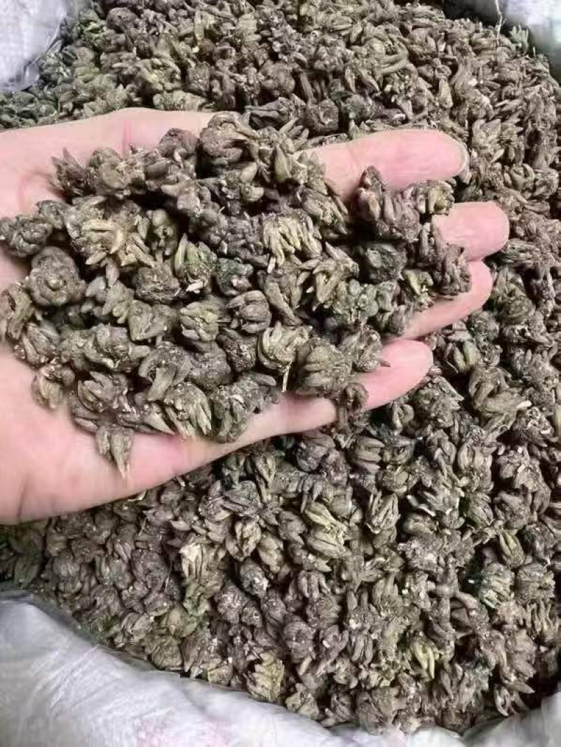 野生猫爪草精品质量中药材新鲜天然正品批发价