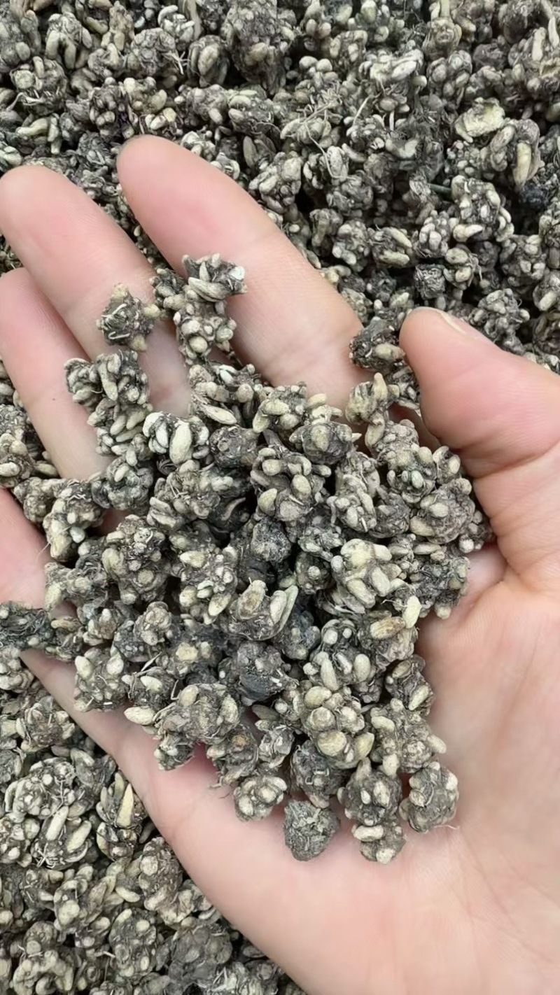 野生猫爪草精品质量中药材新鲜天然正品批发价