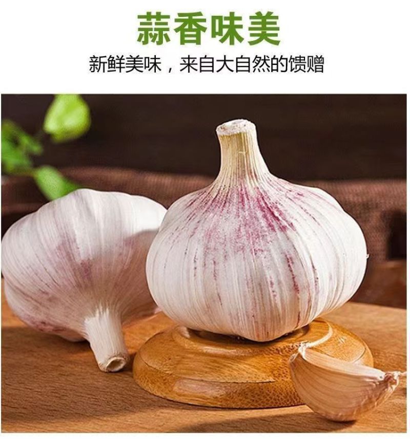 紫皮大蒜精品净蒜毛蒜量大产地货源充足真诚服务。