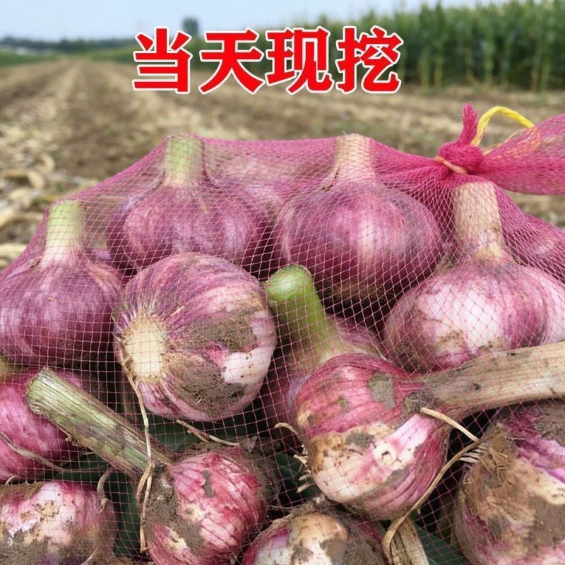 紫皮大蒜精品净蒜毛蒜量大产地货源充足真诚服务。