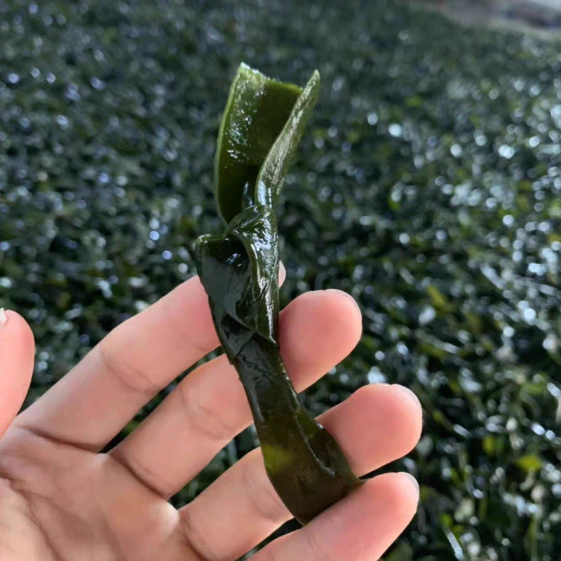 海带结海带扣