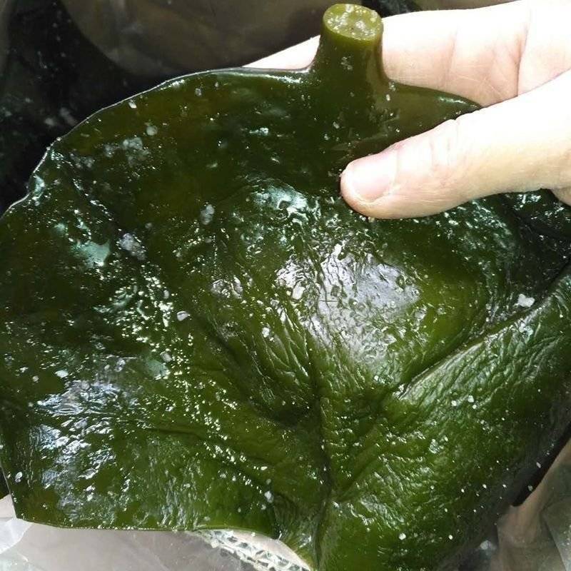 盐渍海带头