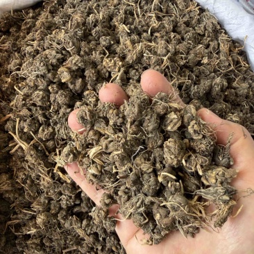 猫爪草纯野生尖爪正品中药材泡水产地直销2026年新货批发